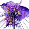 Tacca Chantrieri Bat Flowers paint by numbers