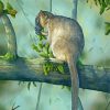 Tree Kangaroo On Branch paint by numbers