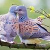 Turtle Dove Paint by Numbers