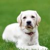 Aesthetic White Labrador paint by numbers