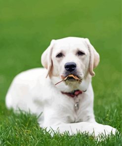 Aesthetic White Labrador paint by numbers