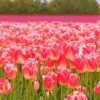 Field Of Pink Tulip Flowers Paint by Numbers