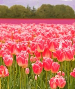 Field Of Pink Tulip Flowers Paint by Numbers