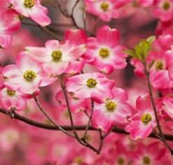 Pink Dogwoods Flowers Paint by Numbers