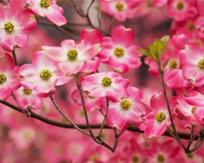 Pink Dogwoods Flowers Paint by Numbers