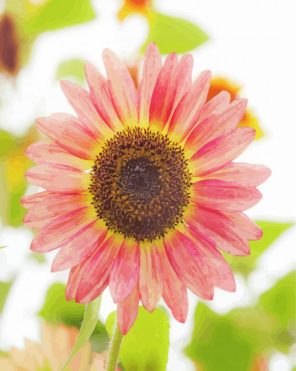 Rare Pink Helianthus Sunflower Paint by Numbers