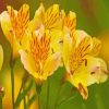Yellow Alstroemeria Flowers paint by numbers