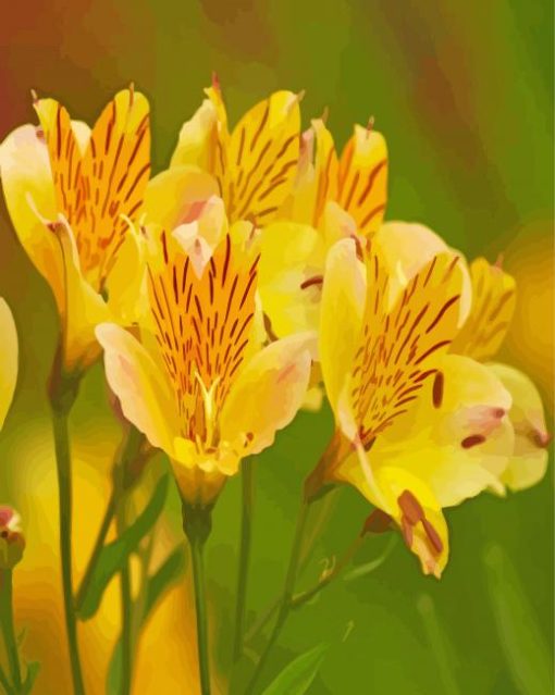 Yellow Alstroemeria Flowers paint by numbers