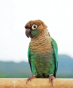 Turquoise Cheek Conure Paint By Numbers