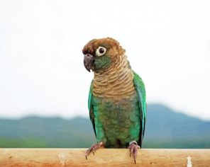 Turquoise Cheek Conure Paint By Numbers